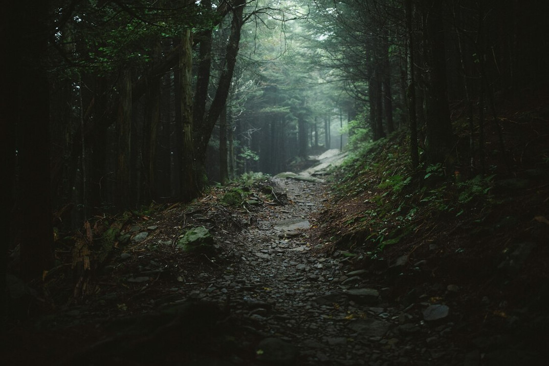 Quiet forest path in morning mist